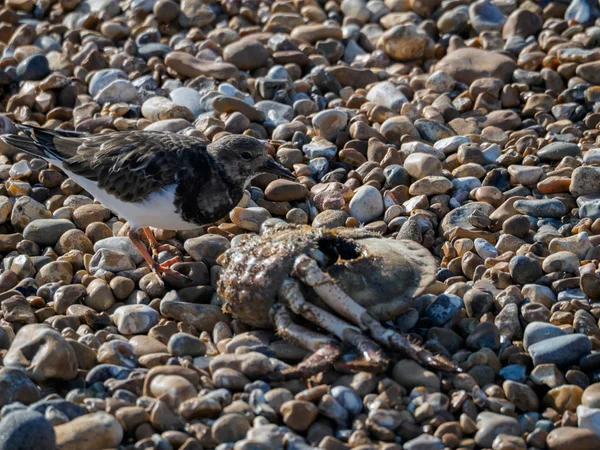 Ruddy Turnstone (Arenaria interpres) na praia de Hastings — Fotografia de Stock