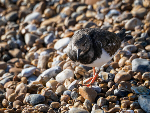 Ruddy Turnstone (Arenaria interpres) on the Beach in Hastings