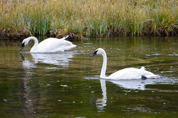 Trumpetistická labuť (Cygnus buccinator) — Stock fotografie