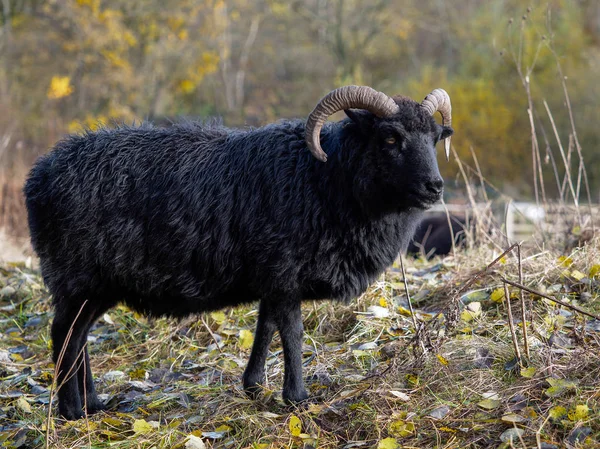 Hebriderna Black Sheep på Warnham naturreservat — Stockfoto