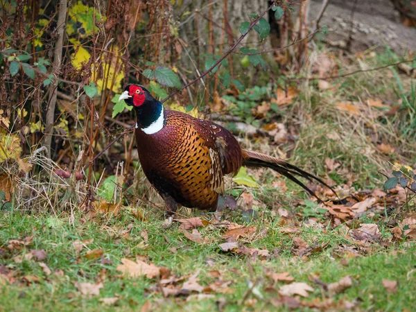 Pheasant Enjoying the Sunshine at warnham Nature Reserve — Stock Photo, Image