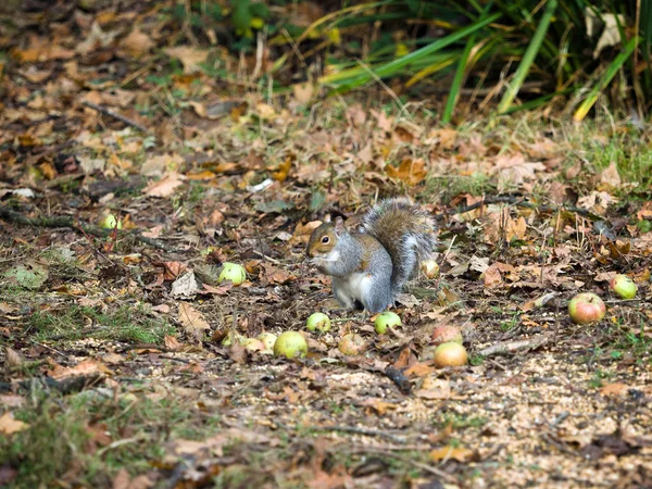 Esquilo cinzento (Sciurus carolinensis) na Reserva Natural de Warnham — Fotografia de Stock