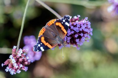 Painted Lady (Vanessa cardui) kelebek