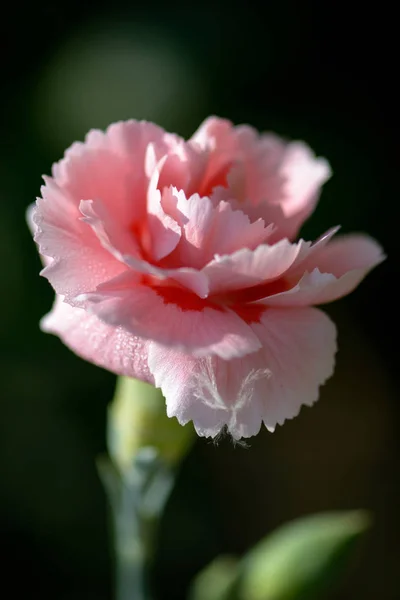 Flottement d'oeillet rose dans un jardin anglais — Photo