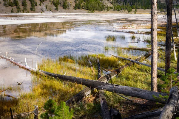 Dode bomen in de Grand Prismatic Spring — Stockfoto