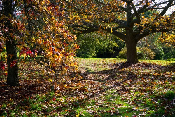 Herbstliche Farben in einem Sussex-Garten — Stockfoto