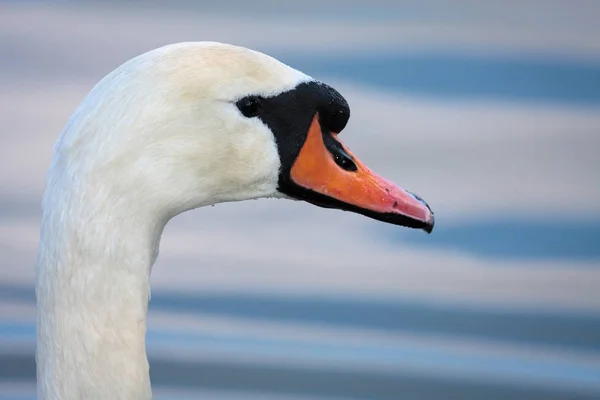 Labuť (cygnus olor) v warnham přírodní rezervace — Stock fotografie