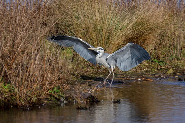 Airone grigio (Ardea cinerea) al bordo dell'acqua — Foto Stock