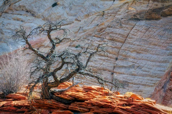Dead Tree on a Rocky Outcrop in Zion — Stock Photo, Image