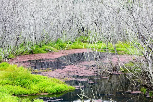 Červené řasy a mrtvé stromy na Para mokřadů na Novém Zélandu — Stock fotografie
