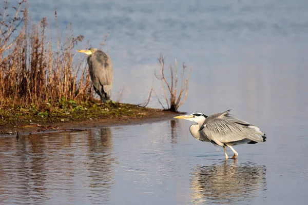Grey Heron (Ardea cinerea) walking in the Water — Stock Photo, Image