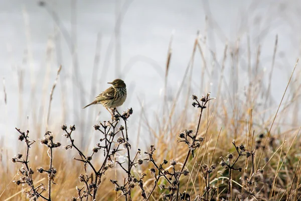 Alert Meadow Pipit on a Frosty Day — Stock Photo, Image