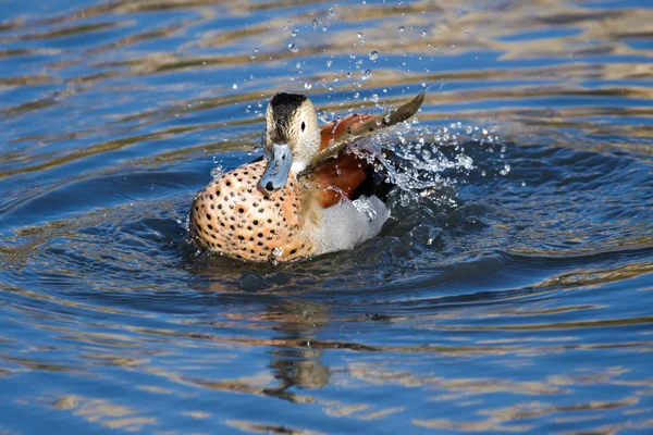 Ringed Teal (Callonetta leucophrys) — Stock Photo, Image