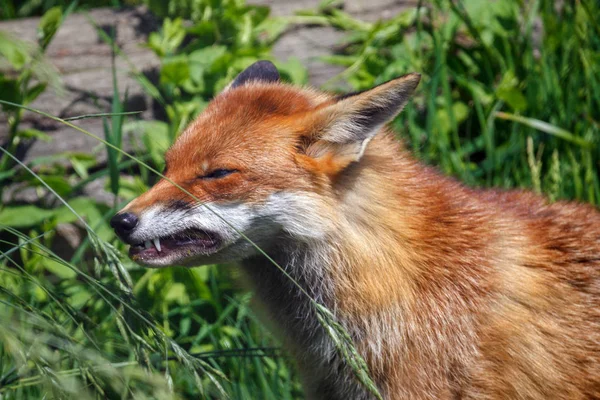 Gros plan sur un renard roux (Vulpes vulpes ) — Photo
