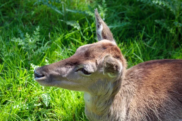 Kızıl geyik (cervus elaphus) hind Close-Up