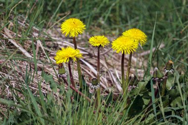 Bir yığın karahindibanın (Taraxacum)