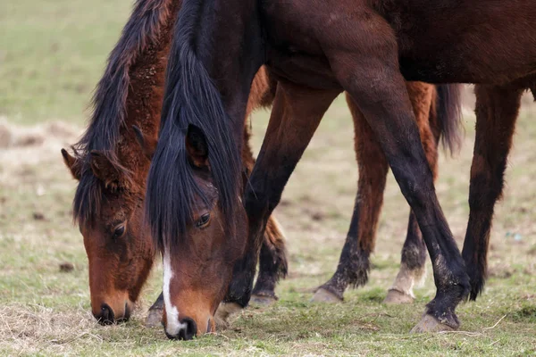 Två tävlingshästar njuter en paus från Racing — Stockfoto