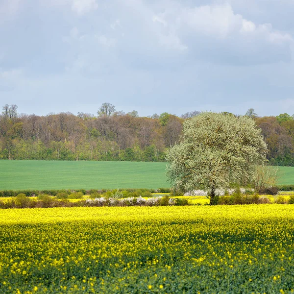 Ackerland in Cambridgeshire an einem sonnigen Frühlingstag — Stockfoto