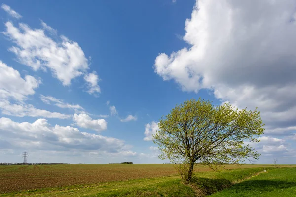 Ackerland in Cambridgeshire an einem sonnigen Frühlingstag — Stockfoto