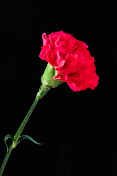 Single Red Carnation against a Black Backgound — Stock Photo, Image