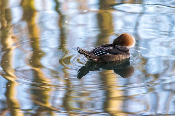 Красногрудый Мергансер (Мергус-серратор) спит на озере — стоковое фото