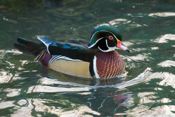 Pato de madeira ou Pato Carolina (aix sponsa ) — Fotografia de Stock