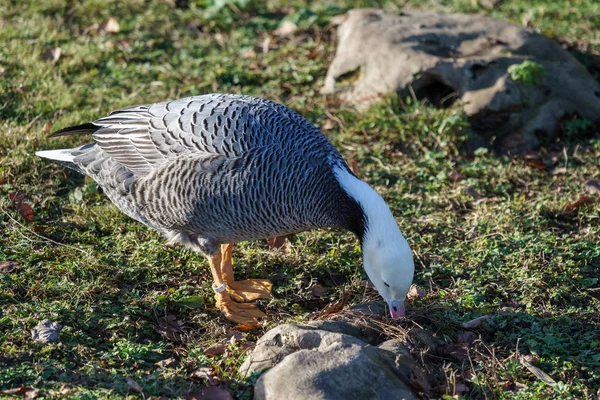 Emporer Goose Searching for Food — Stock Photo, Image