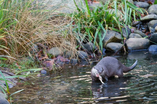 Aziatische kleine-klauwde Otter (Aonyx cinerea syn. Amblonyx cinereus) — Stockfoto