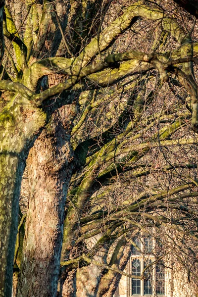 LONDON/UK - FEBRUARY 13 : Sunlit London Plane Trees next to the — Stock Photo, Image