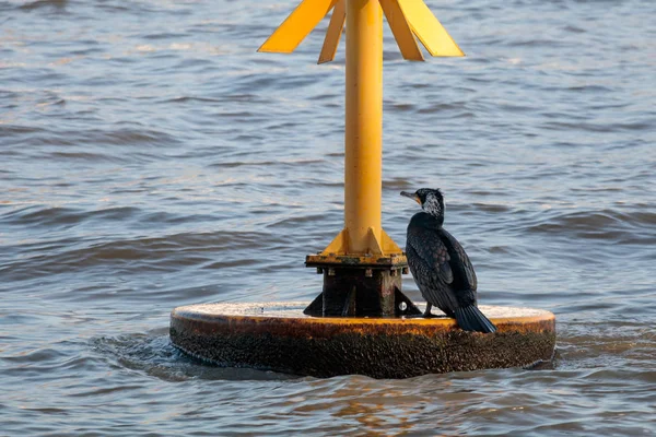 LONDON/UK - FEBRUARY 13 : Great Black Cormorant in breeding plum — Stock Photo, Image