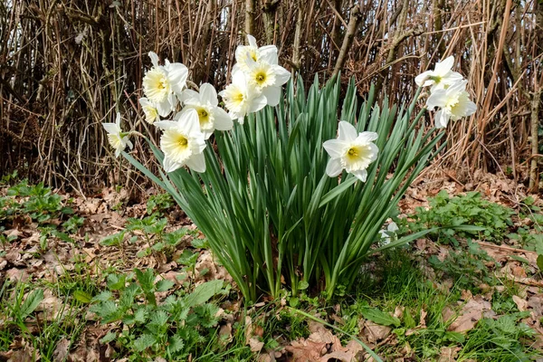 A Group of White Daffodils Flowering in Spring Sunshine — Stock Photo, Image