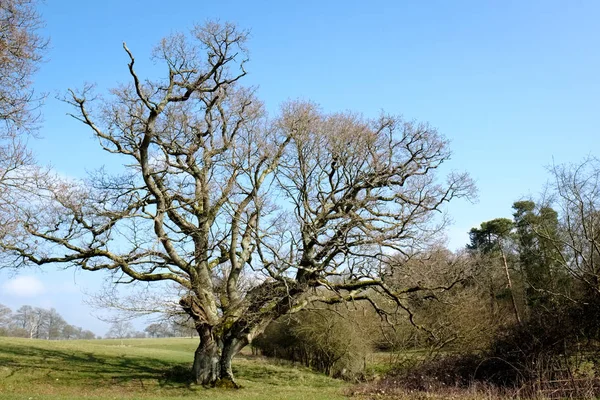 太陽に照らされた木西・ グリンステッドにねじれた枝を持つ — ストック写真