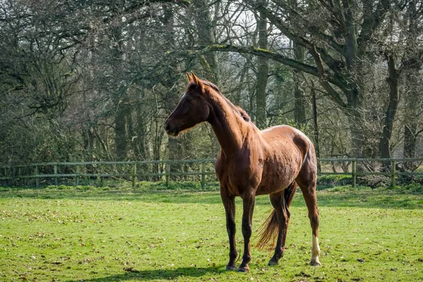纯种马享受春天的阳光 — 图库照片