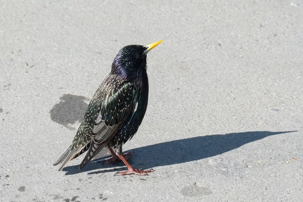 Iridescent Common Starling in Lyme Regis — Stock Photo, Image