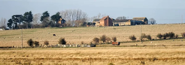 HARTY ISLAND, KENT/UK - JANUARY 17 : View of a Farm on Harty Isl — Stock Photo, Image