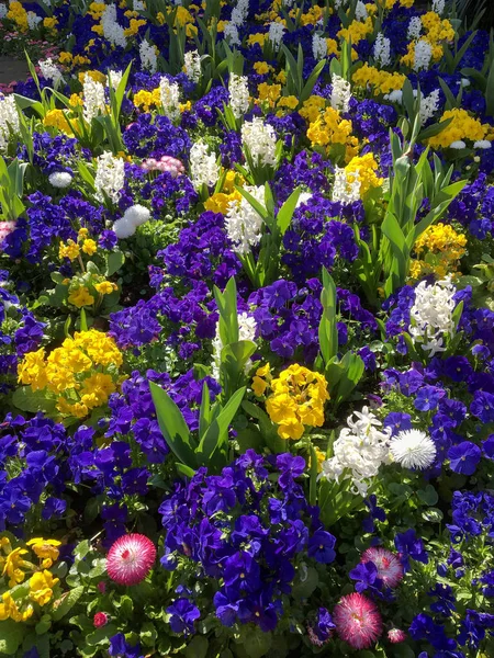 イースト グリンステッドに花のカラフルなベッド — ストック写真