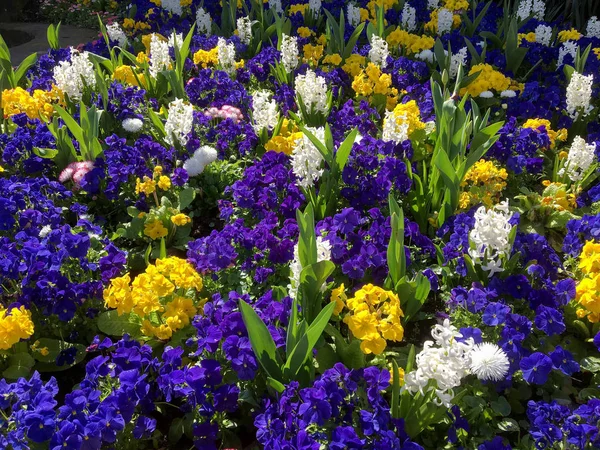 Colourful Bed of Flowers in East Grinstead — Stock Photo, Image