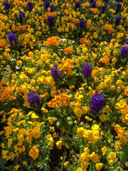 Cama colorida de flores em East Grinstead — Fotografia de Stock