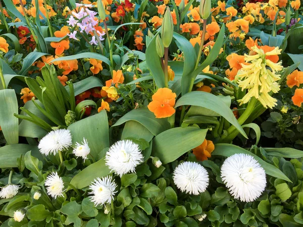 Colourful Bed of Flowers in East Grinstead — Stock Photo, Image