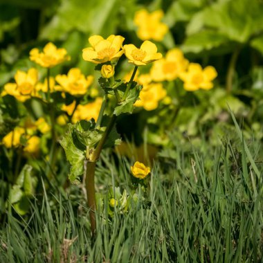 Marsh ilkbaharda çiçekli kadife çiçeği (Caltha palustris)