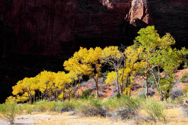 Goldenes Laub im Zion Nationalpark — Stockfoto