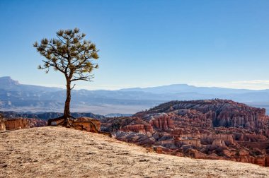Bryce Canyon kenarında yalnız çam