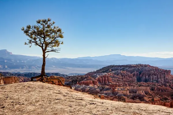 Pino solitario ai margini del Bryce Canyon — Foto Stock