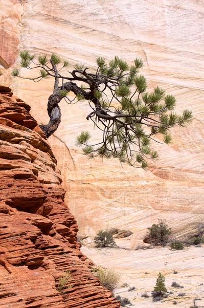 Stunted Tree on a Rocky Outcrop — Stock Photo, Image