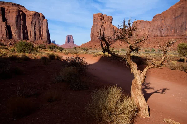 Zmarłe drzewo w Utah Monument Valley — Zdjęcie stockowe