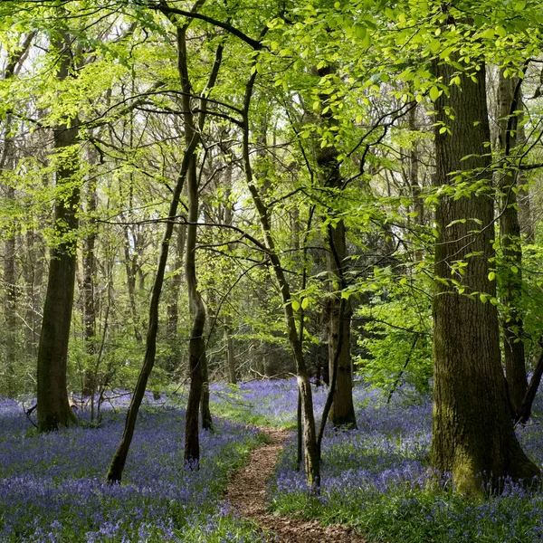 Bluebells in Staffhurst Woods near Oxted Surrey — Stock Photo, Image