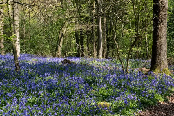 Bluebells in Staffhurst Woods near Oxted Surrey — Stock Photo, Image