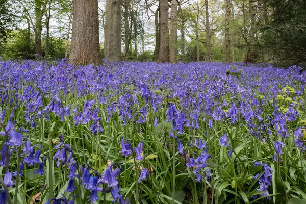 Bluebells em Staffhurst Woods perto de Oxted Surrey — Fotografia de Stock