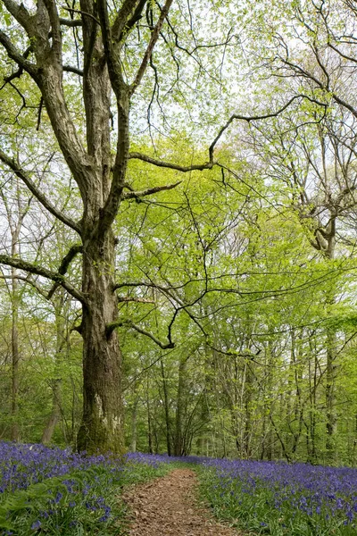 Bluebells in Staffhurst Woods in der Nähe von Oxted Surrey — Stockfoto