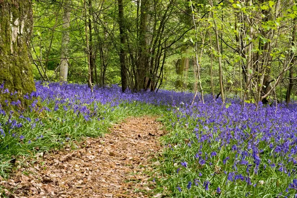 Bluebells in Staffhurst Woods in der Nähe von Oxted Surrey — Stockfoto